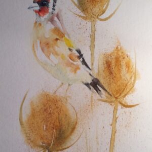 Goldfinch on Teasels